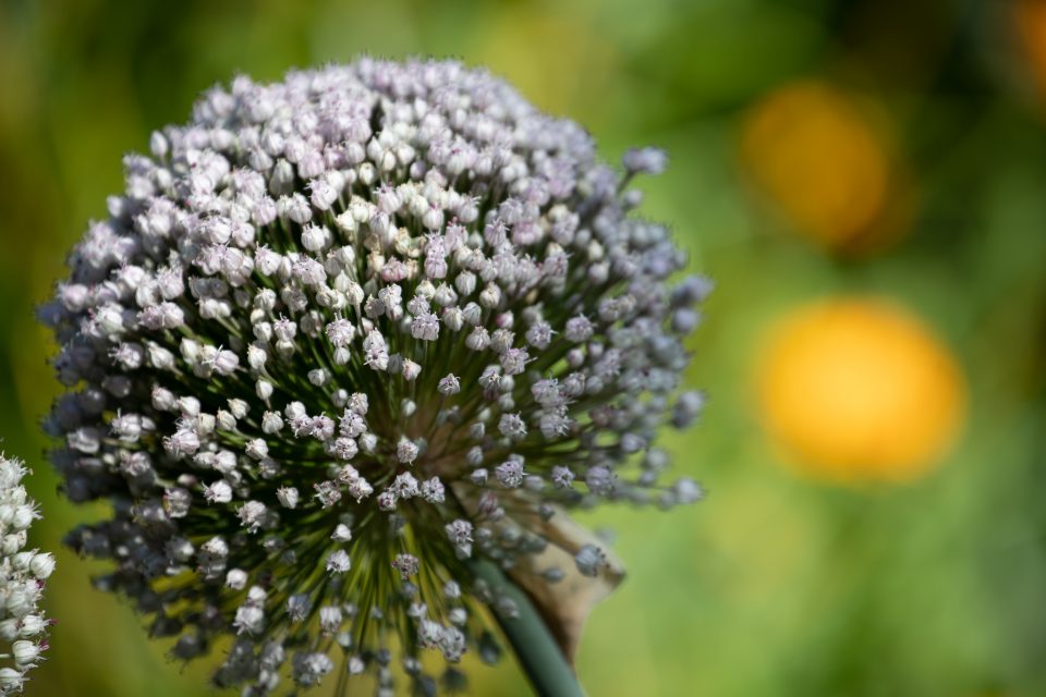 Château de Guédelon