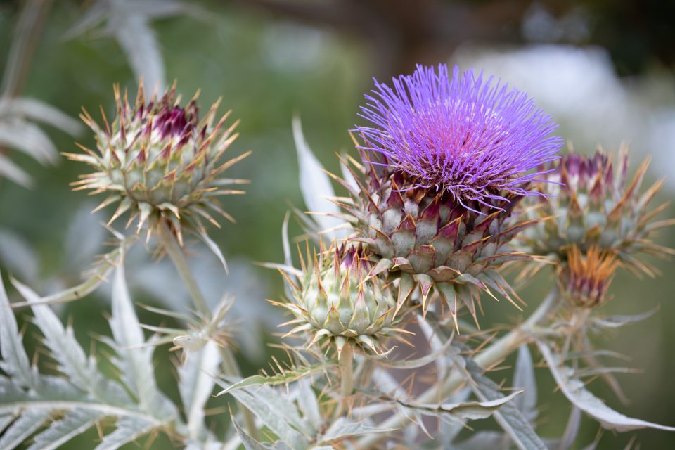 Château de Guédelon